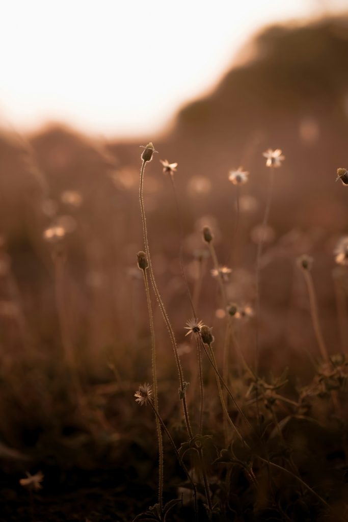 a-close-up-of-a-plant-kfbrmyjwotm